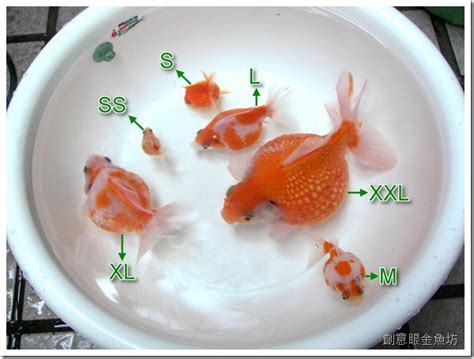 獅頭金魚大小|金魚尺寸規格說明 (金魚能長多大、金魚大小) 